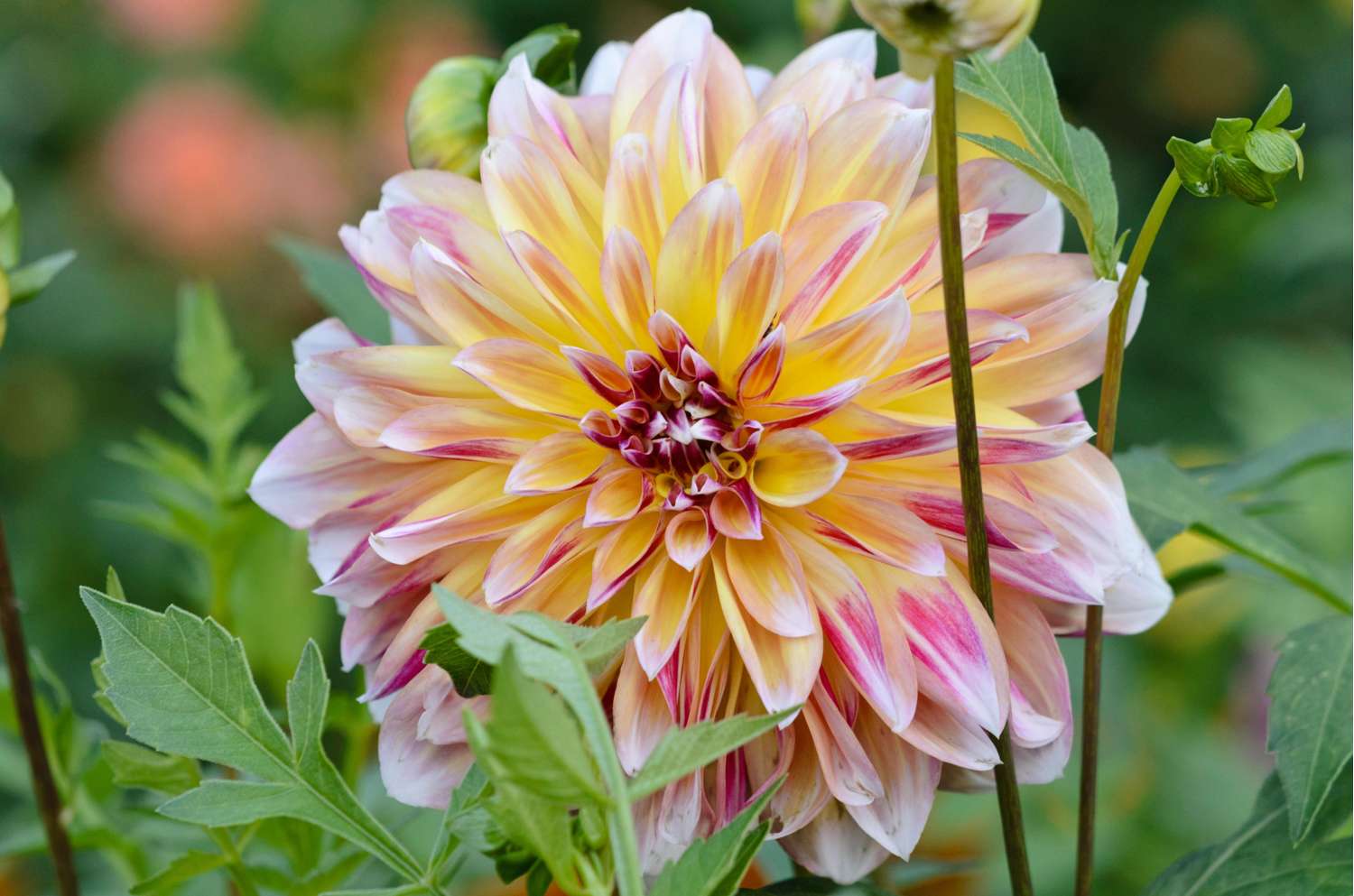 Dahlia 'Caribbean Fantasy'